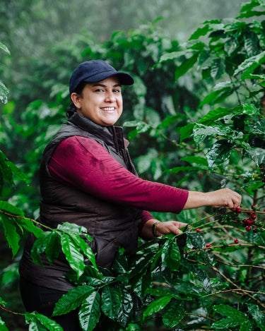 Honduran Parainema Coffee